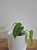 Monstera Siltepecana #2