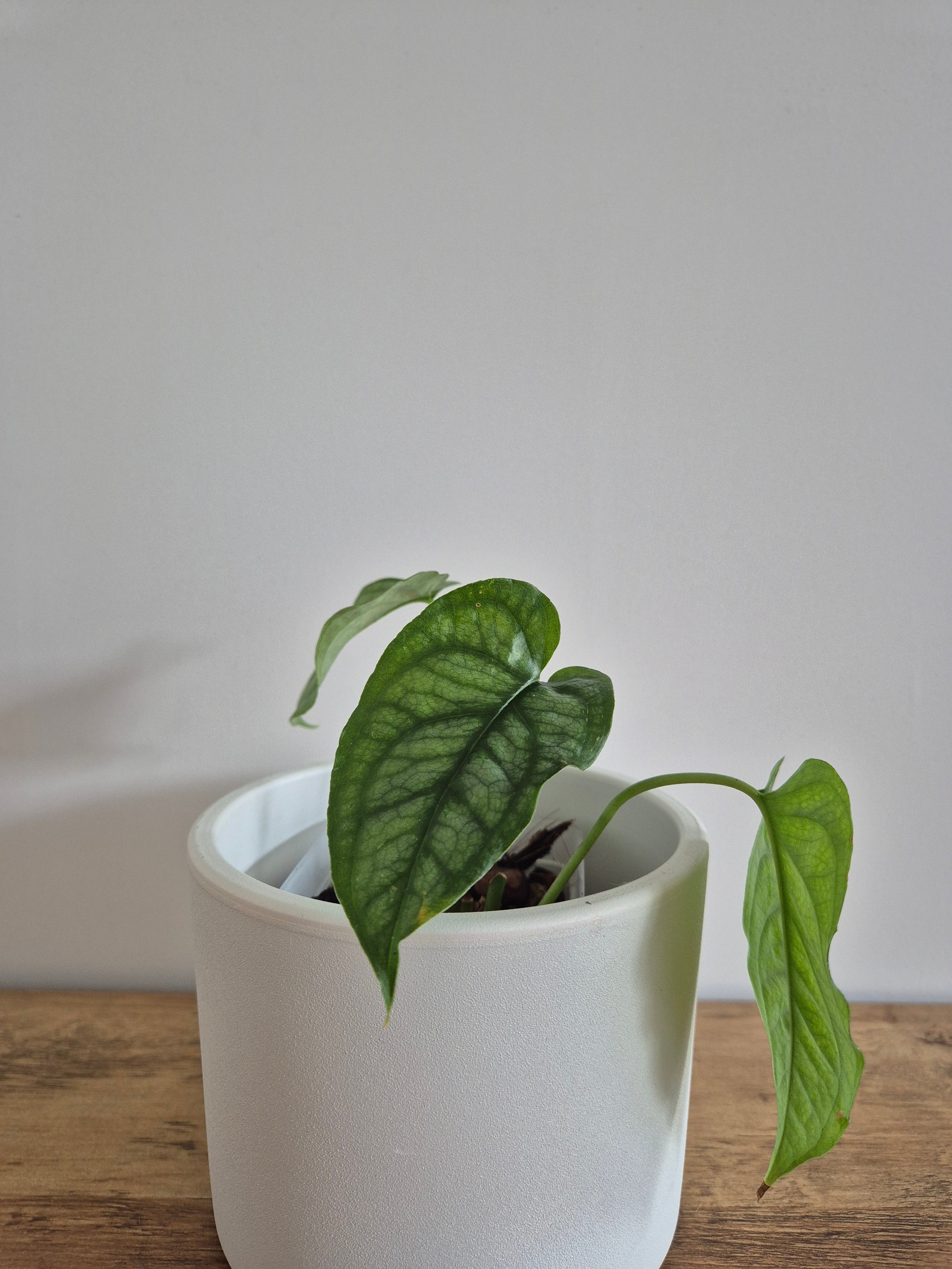 Monstera Siltepecana #2