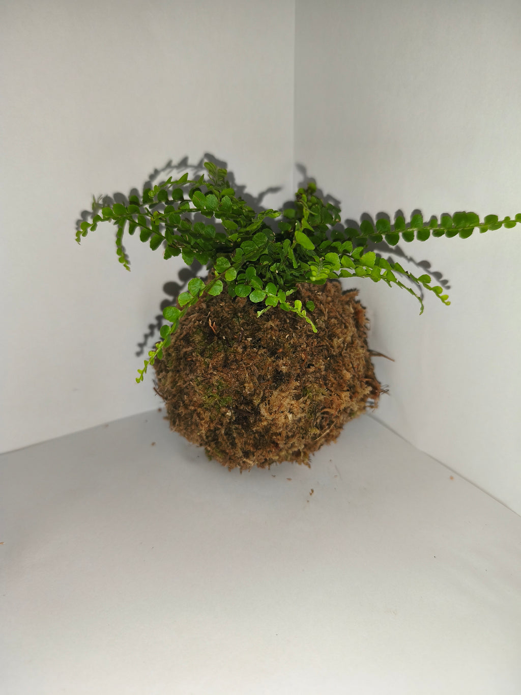 Kokedama #5