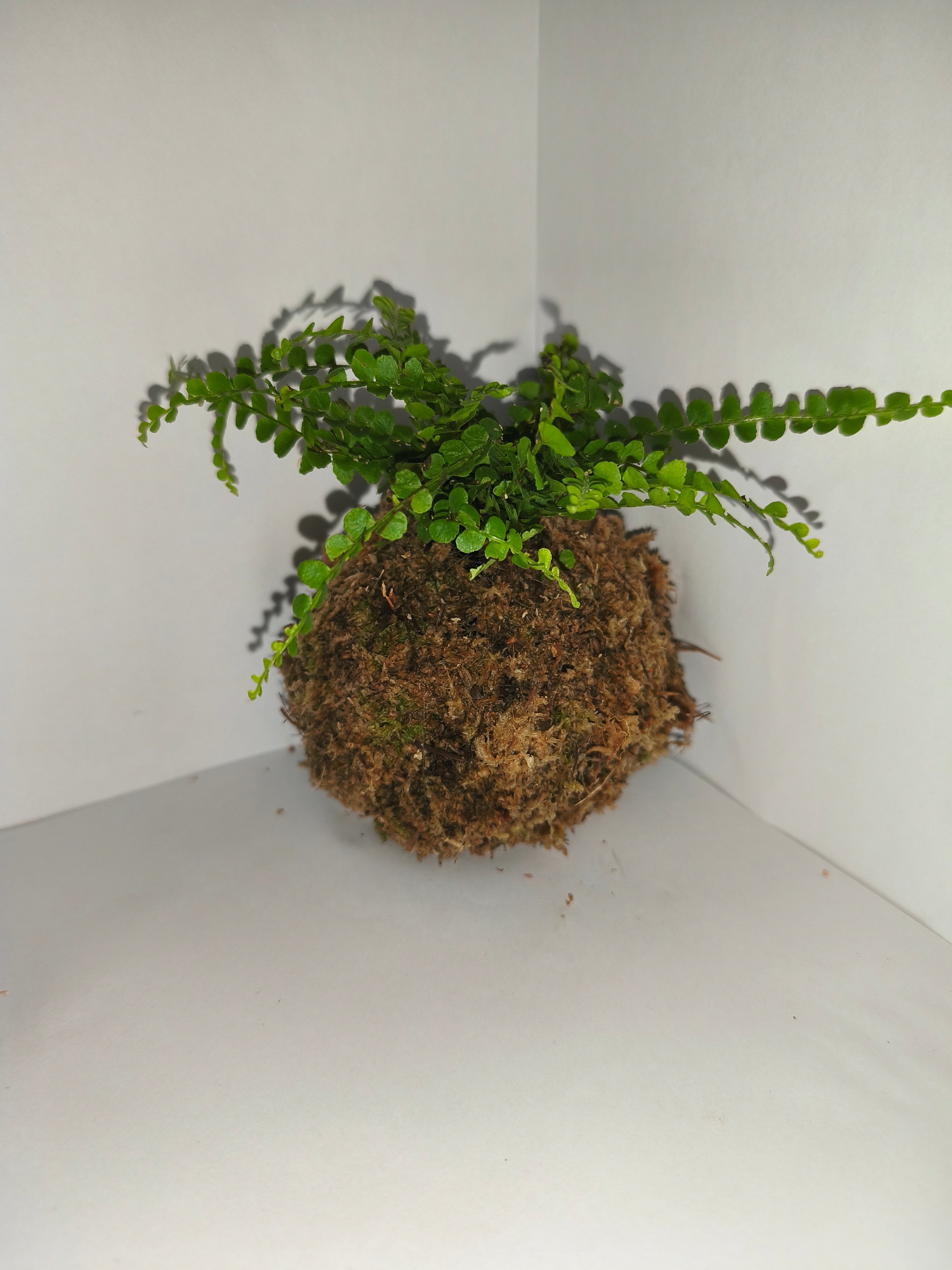 Kokedama #5