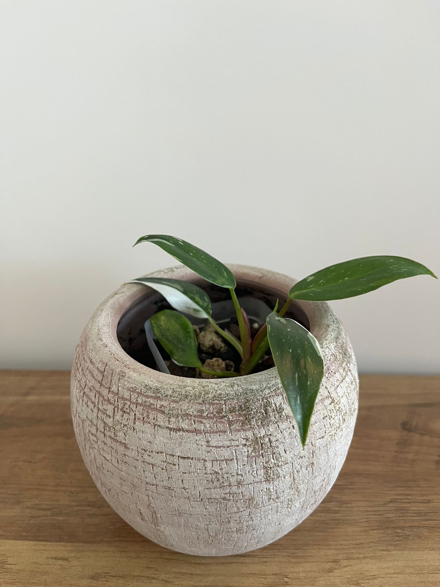 Philodendron White Princess #3