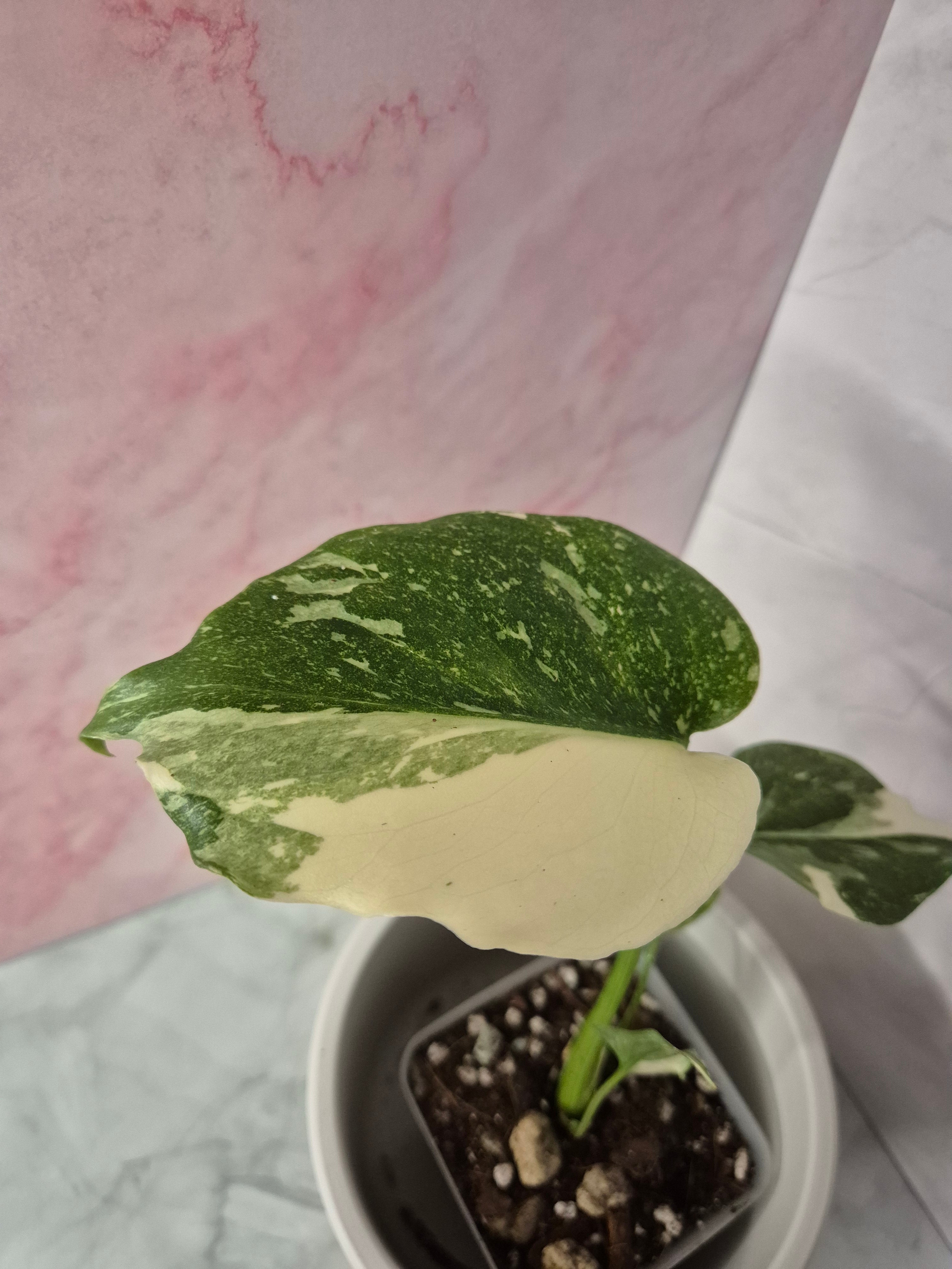 Monstera Thai Constellation #5