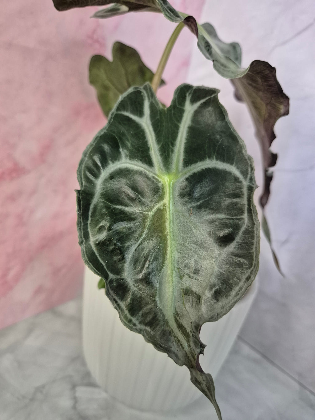 Alocasia Venom #4