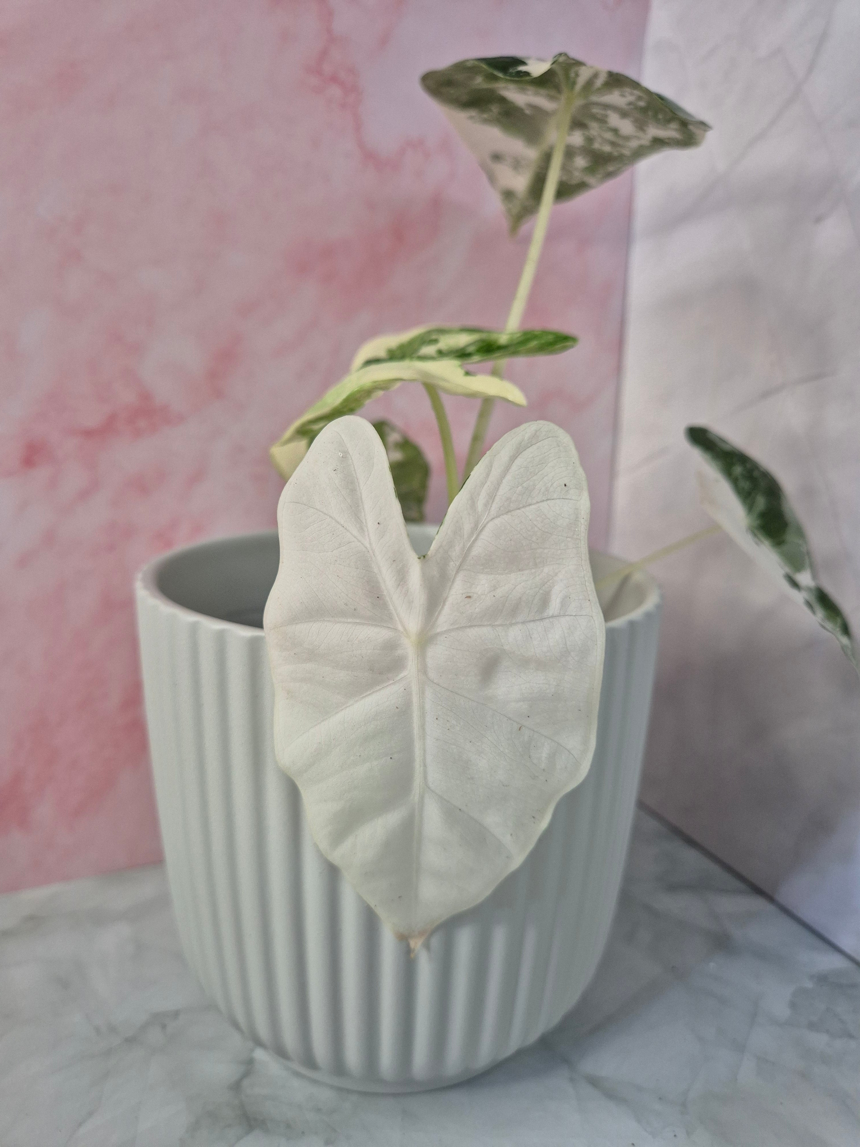 Alocasia Micholitziana Frydek Variegated #1