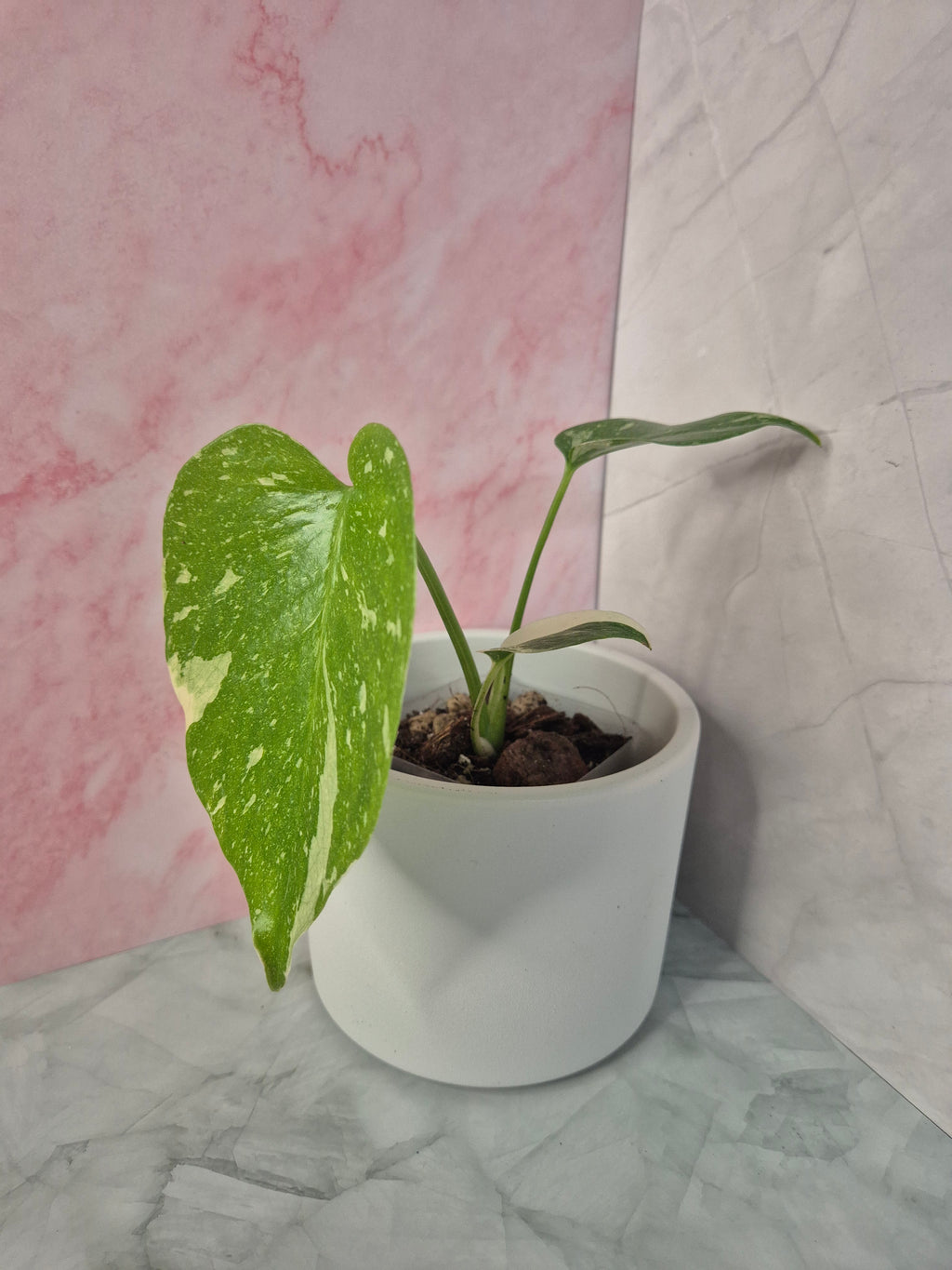 Monstera Thai Constellation #19