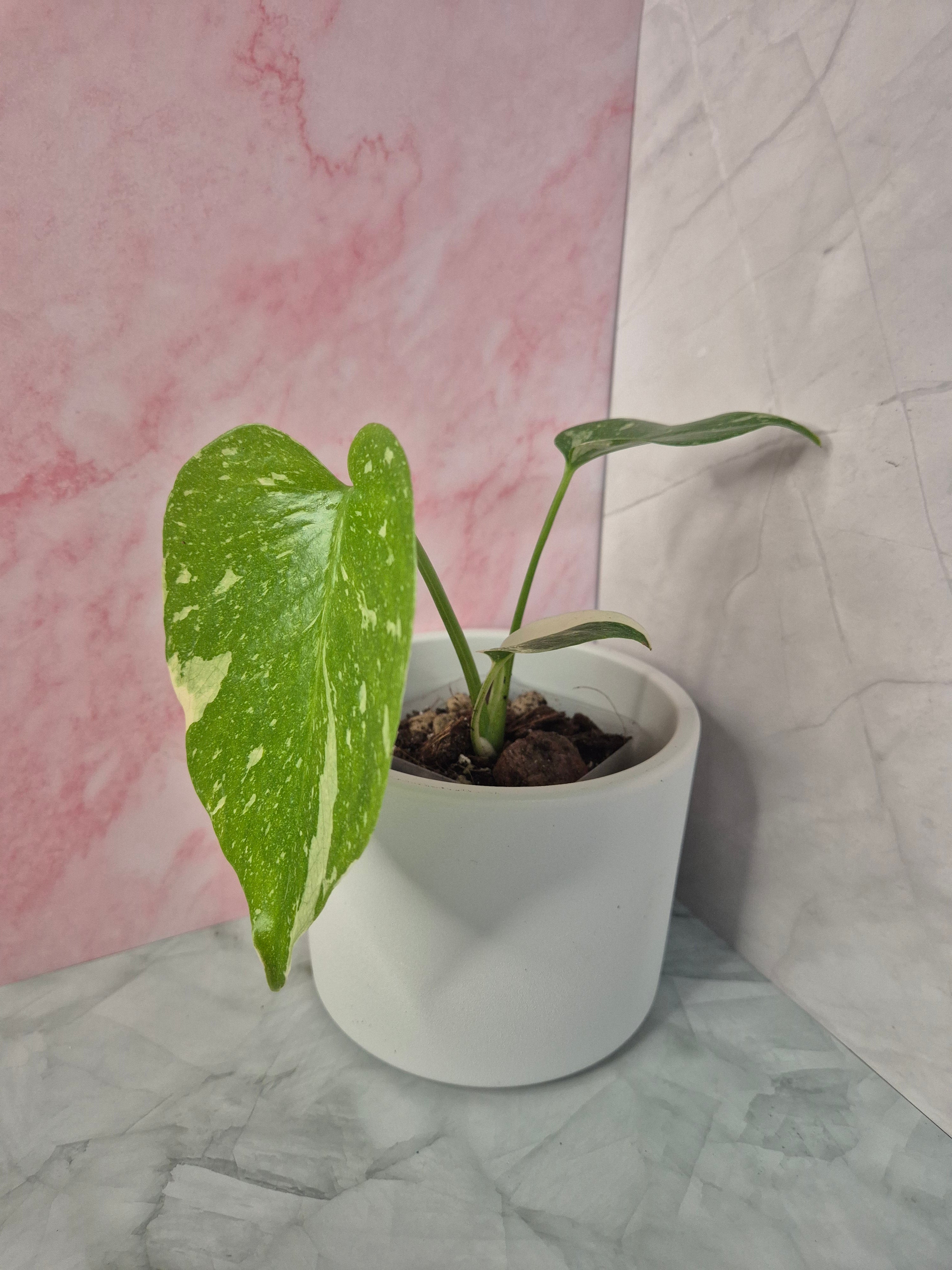 Monstera Thai Constellation #19