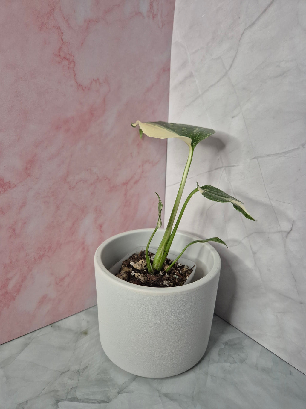 Monstera Thai Constellation #5