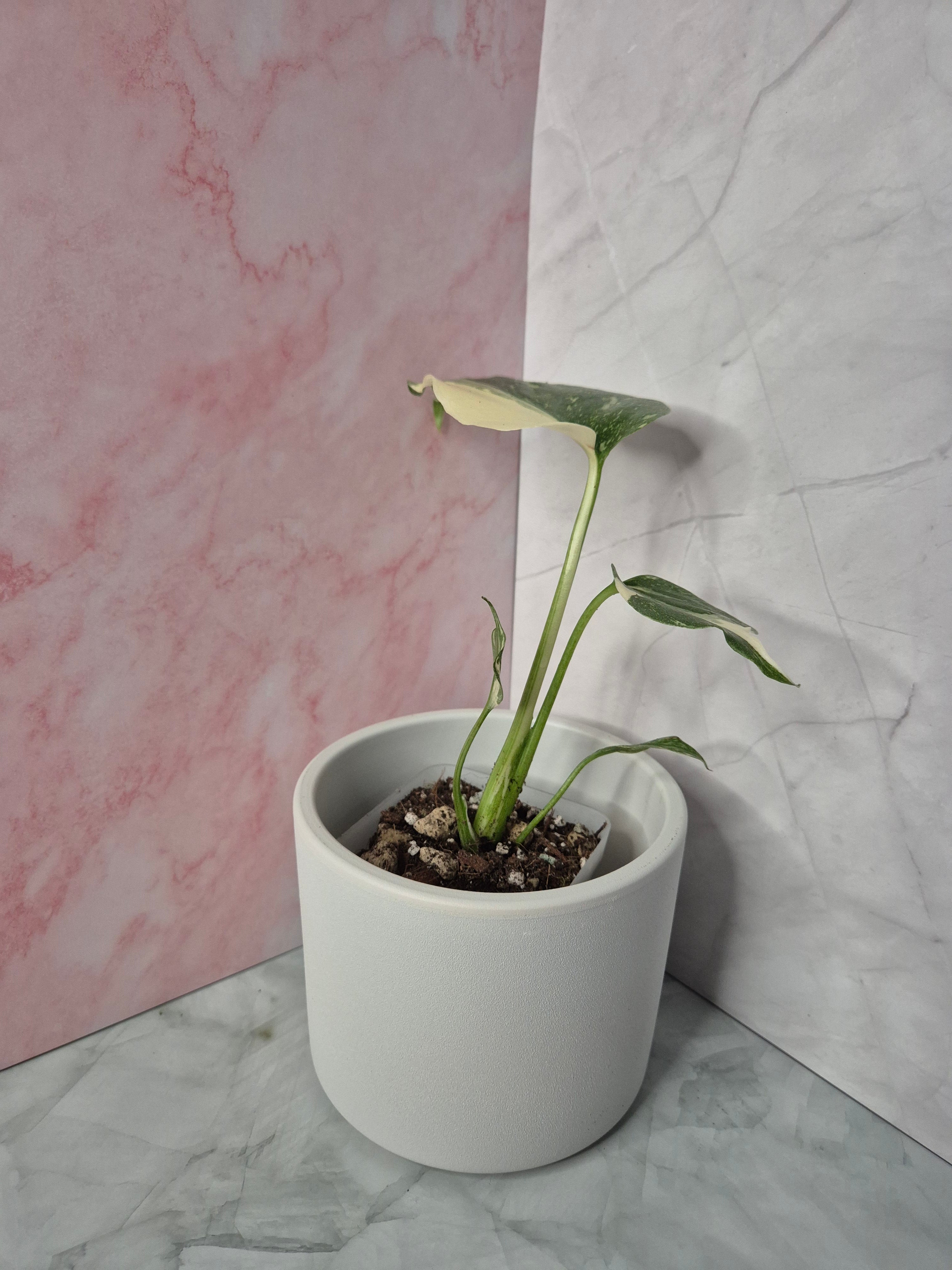 Monstera Thai Constellation #5