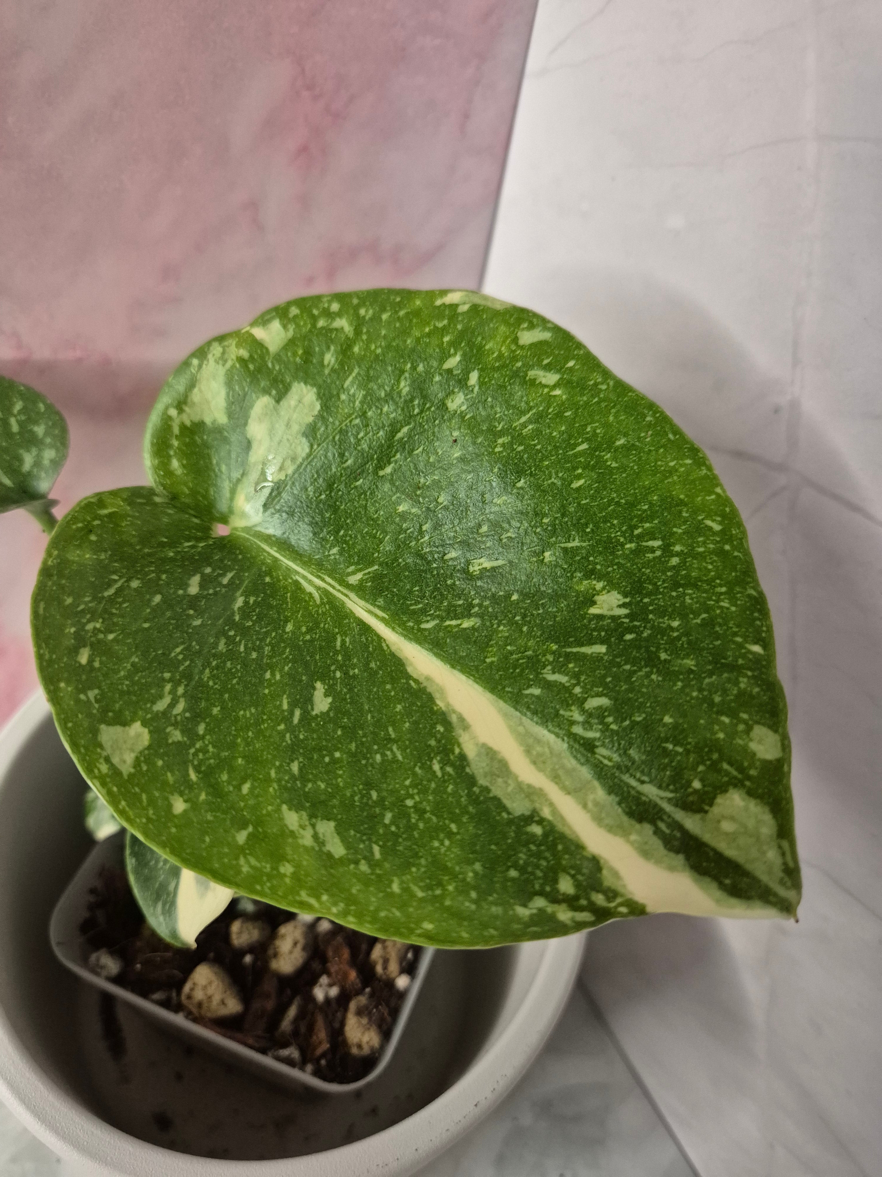 Monstera Thai Constellation #10