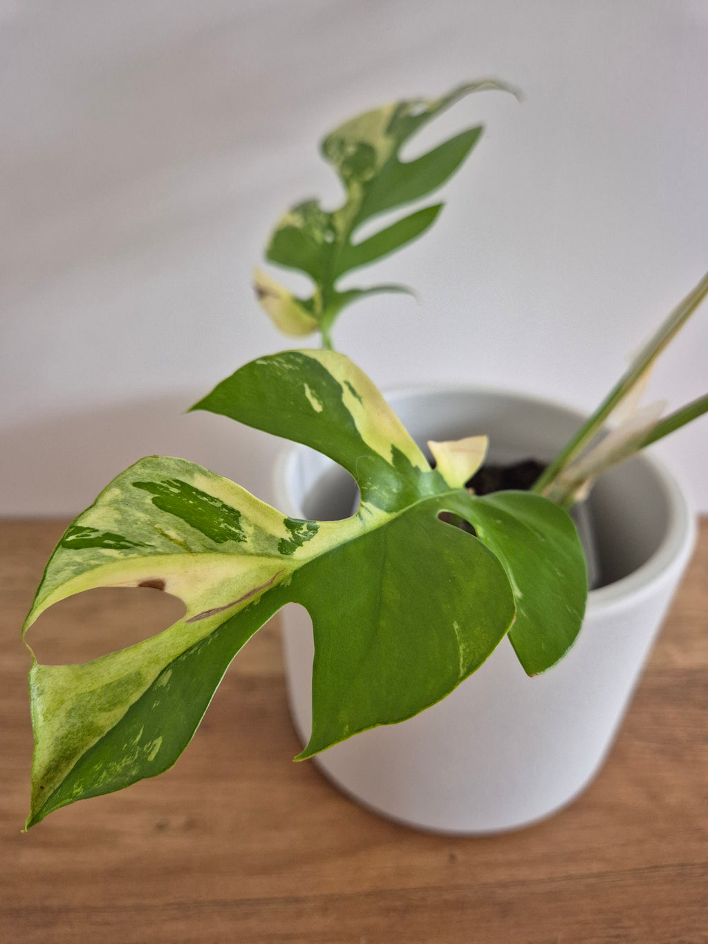 Monstera Minima Variegated #1 (Rhaphidophora Tetrasperma variegated)