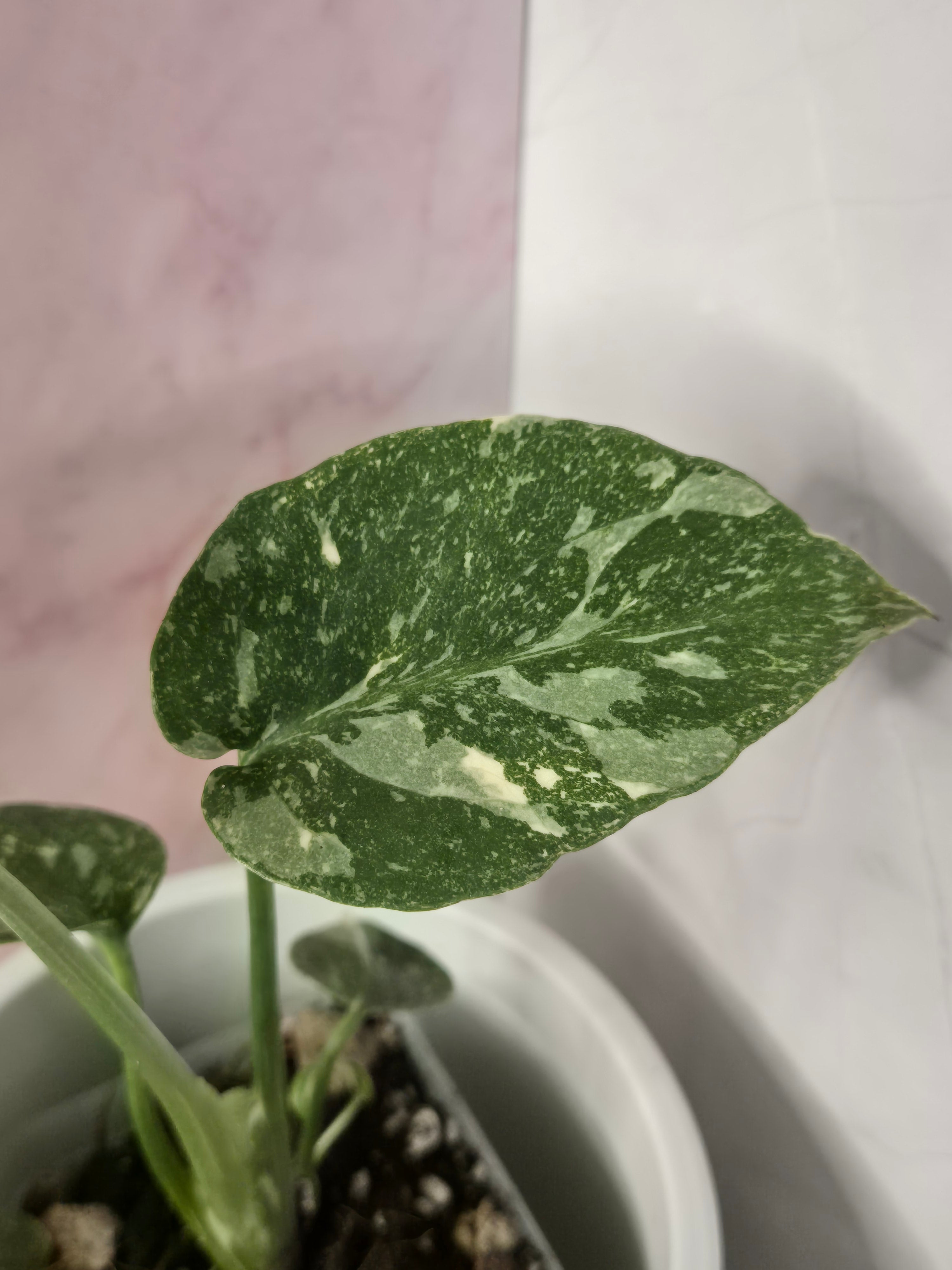 Monstera Thai Constellation #23