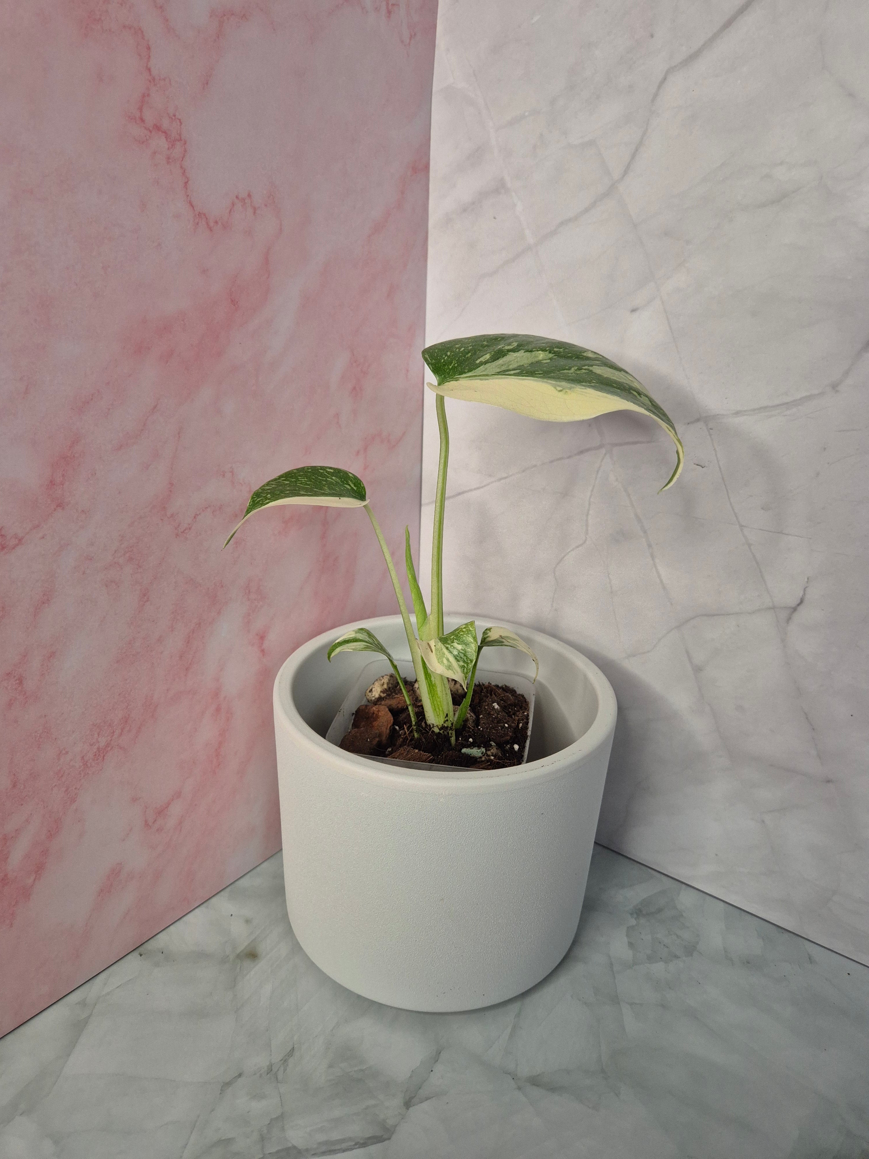 Monstera Thai Constellation #11