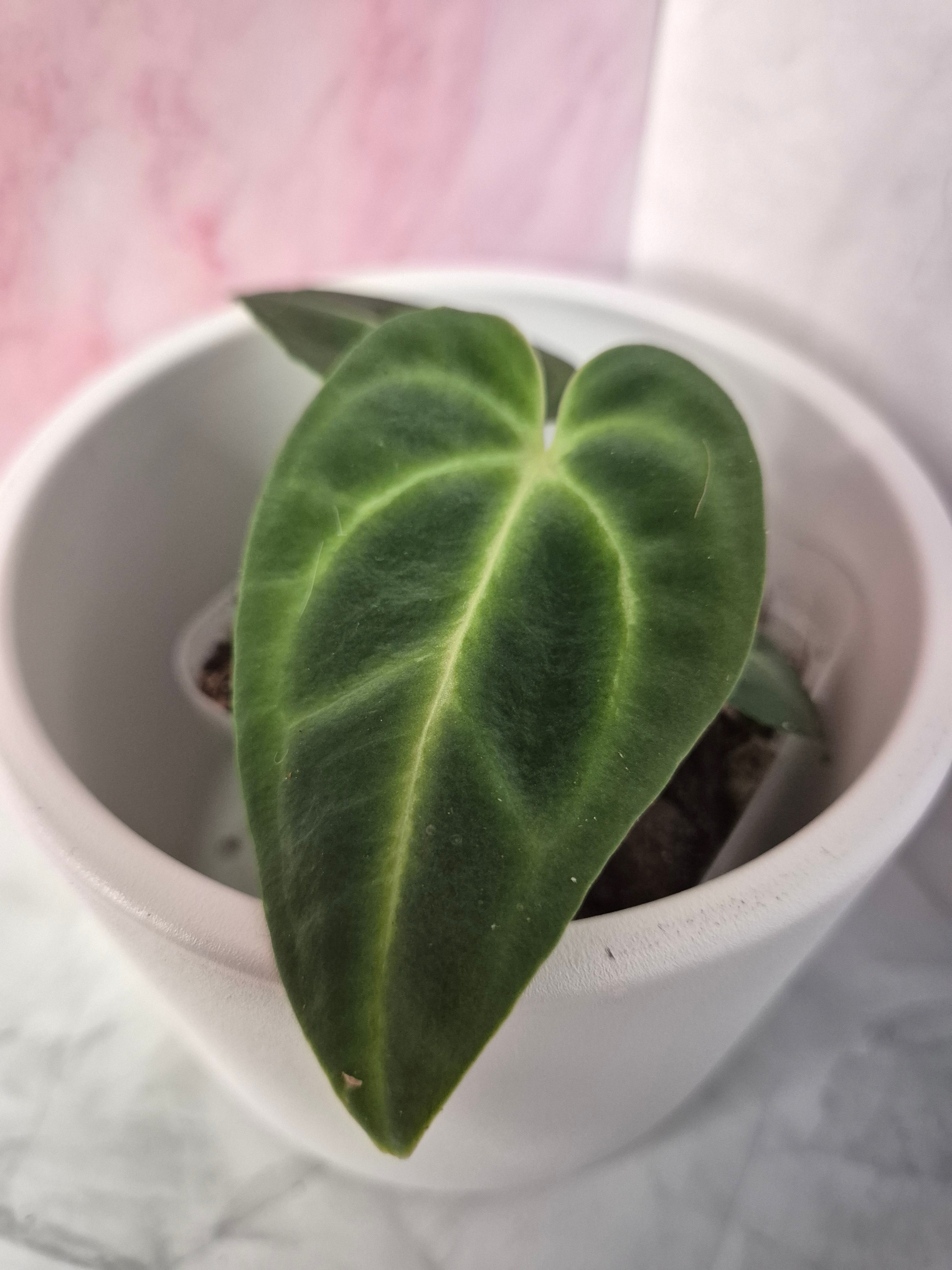Anthurium Regale #5