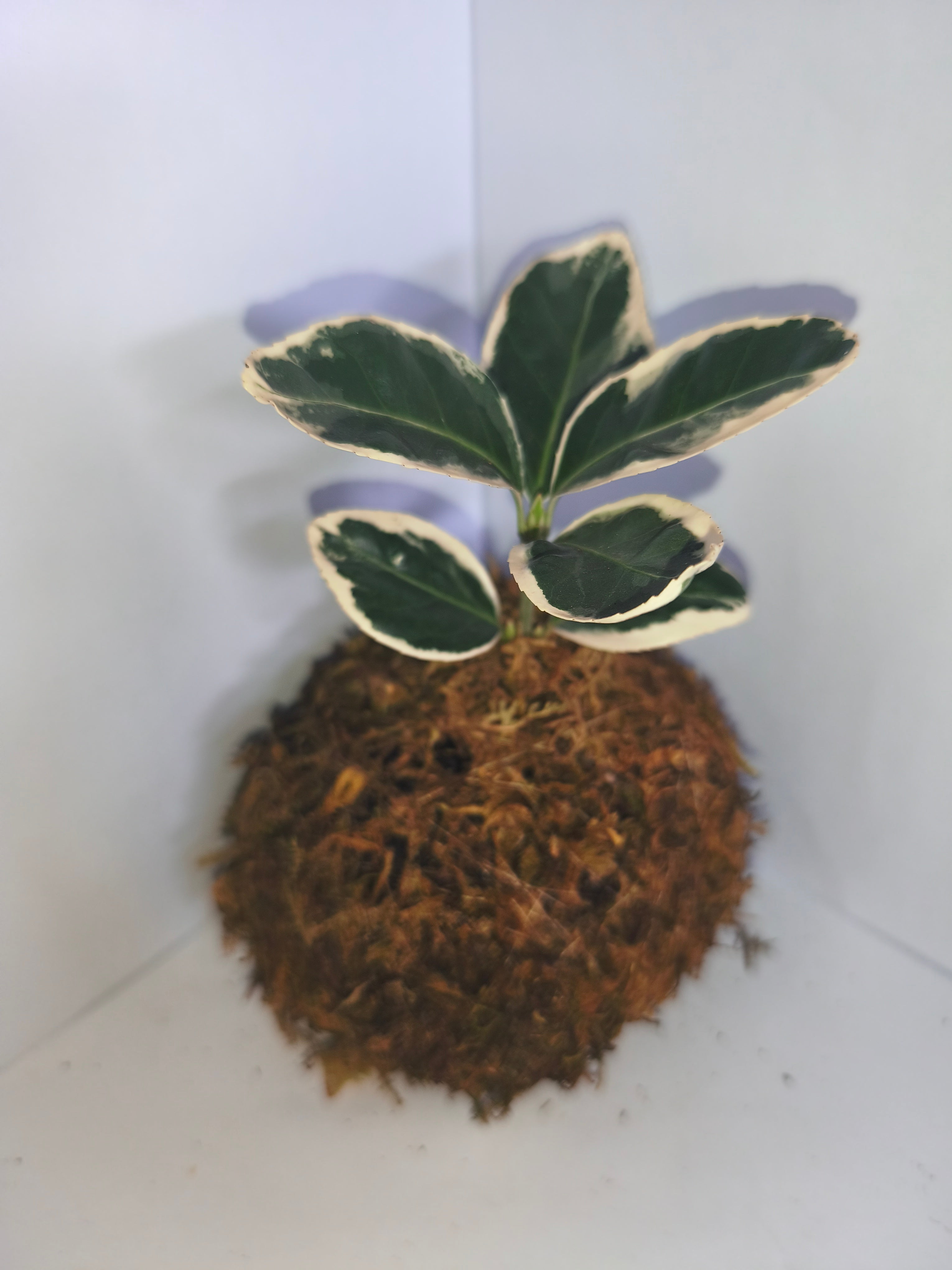 Kokedama #1