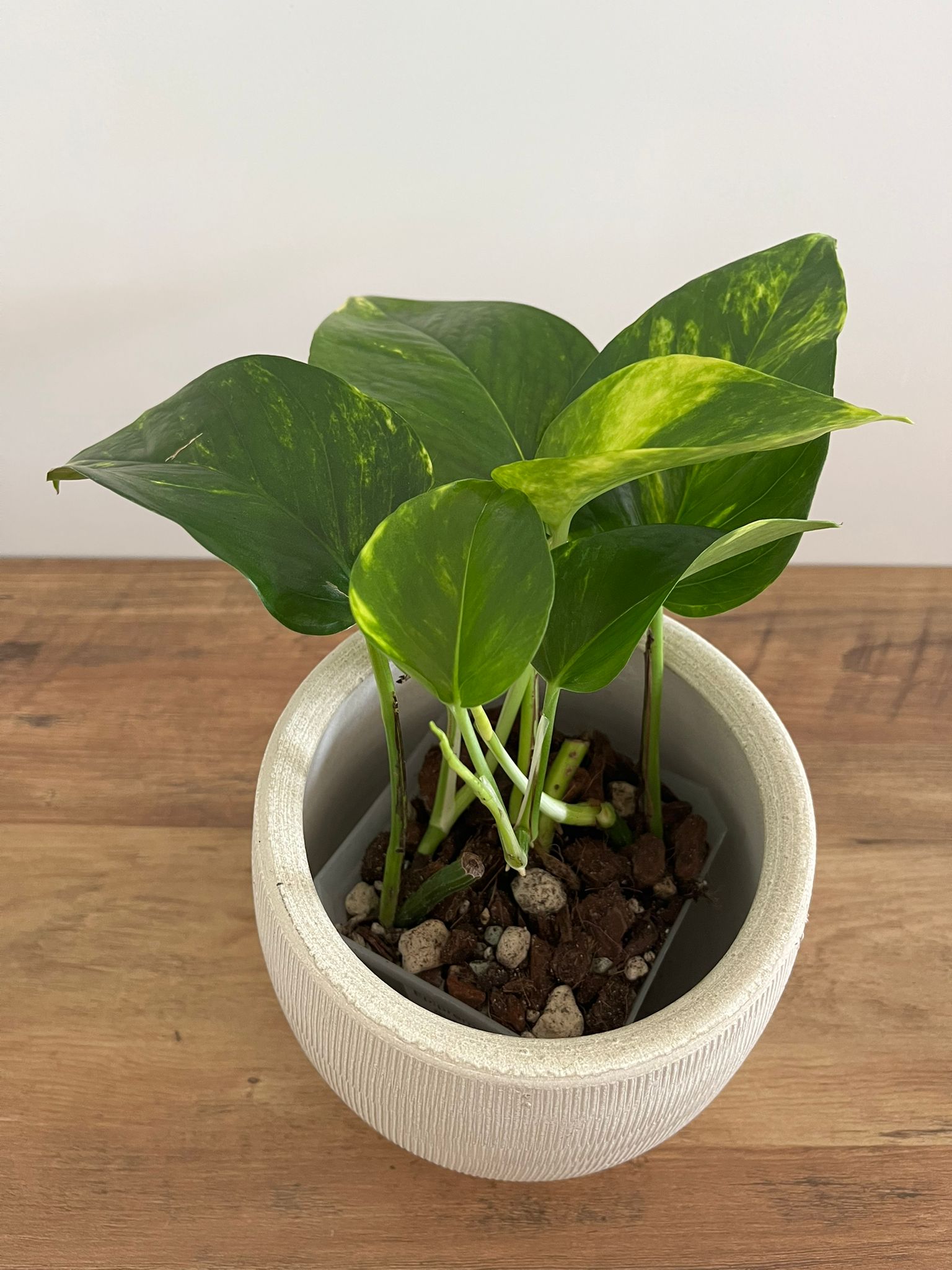 Epipremnum aureum #5