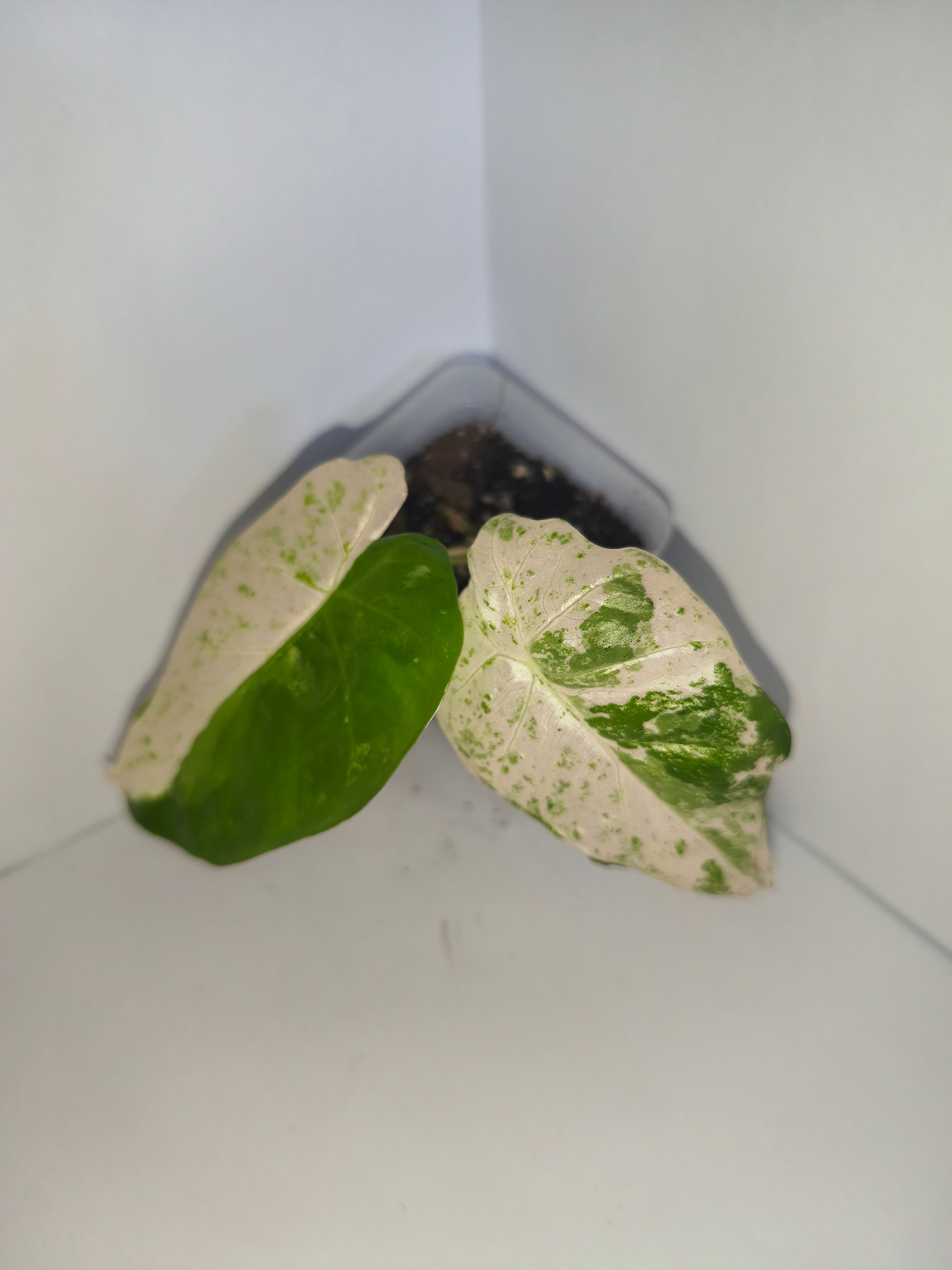 Alocasia Macrorrhiza splash #5