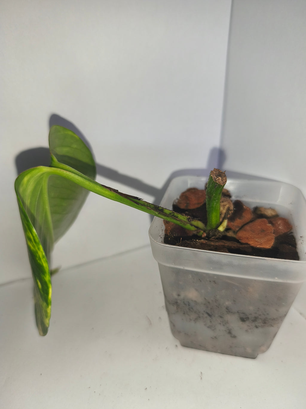 Epipremnum aureum #10