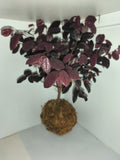 Kokedama #7