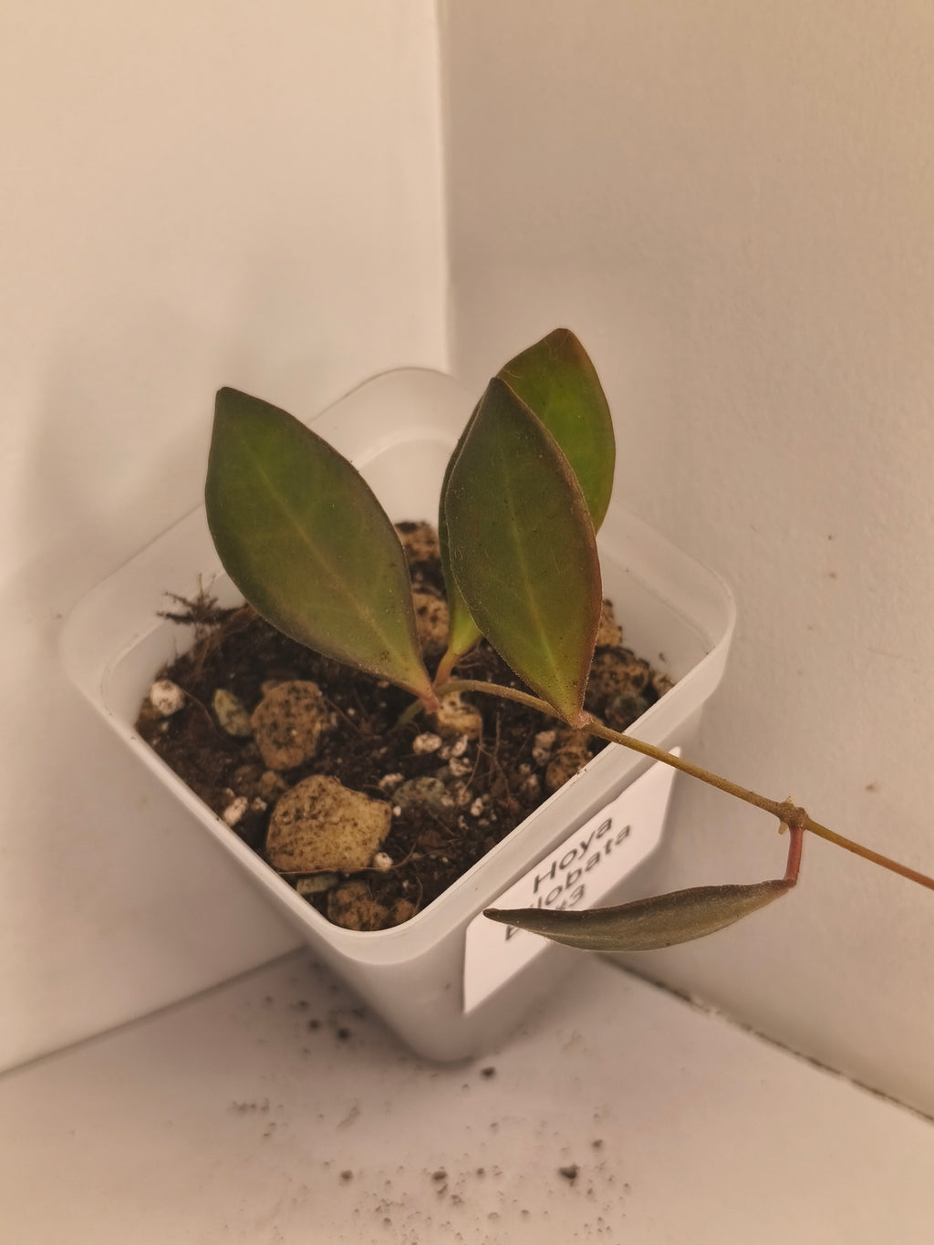 Hoya Bilobata #3