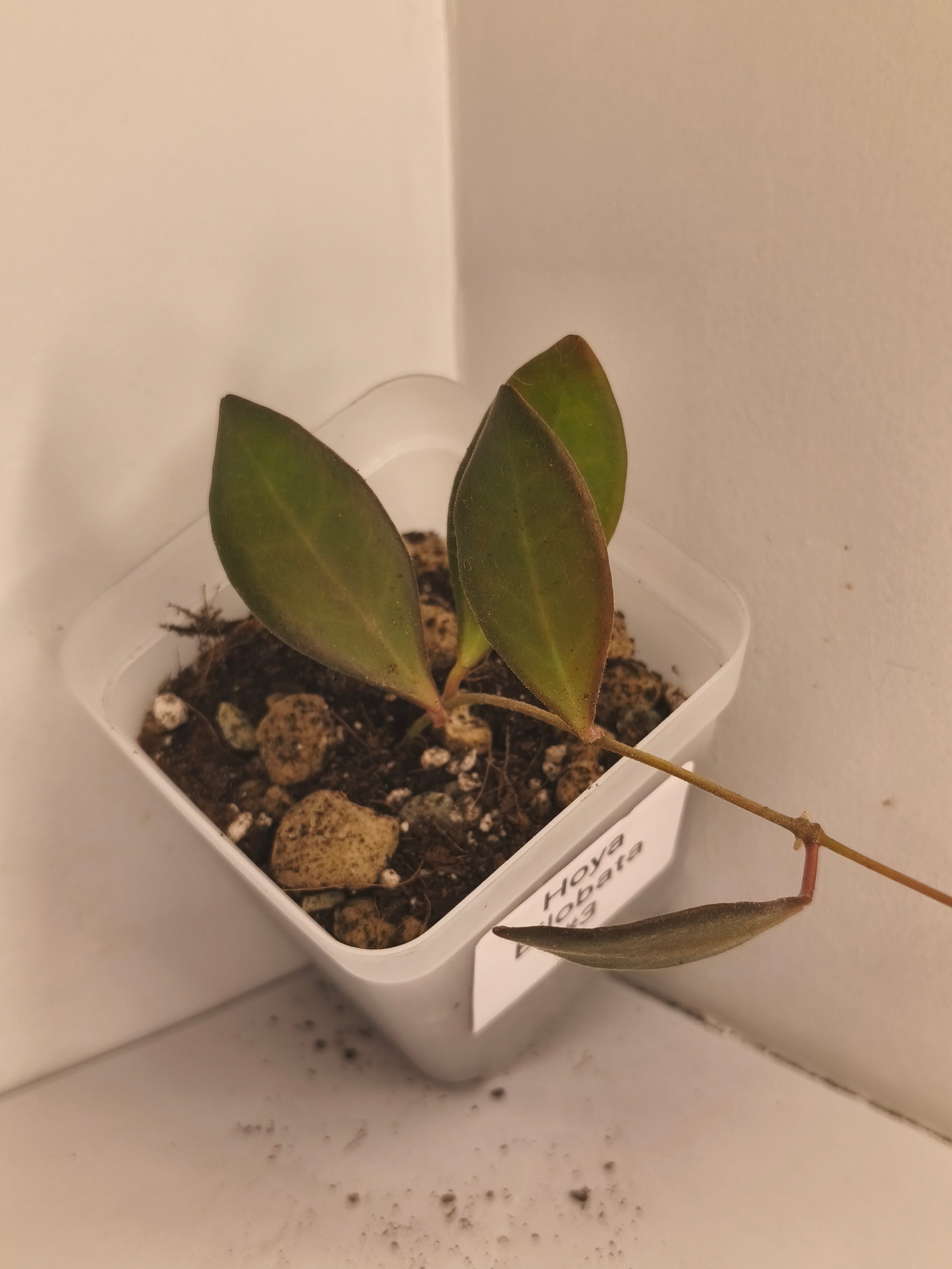 Hoya Bilobata #3
