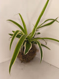 Kokedama #10