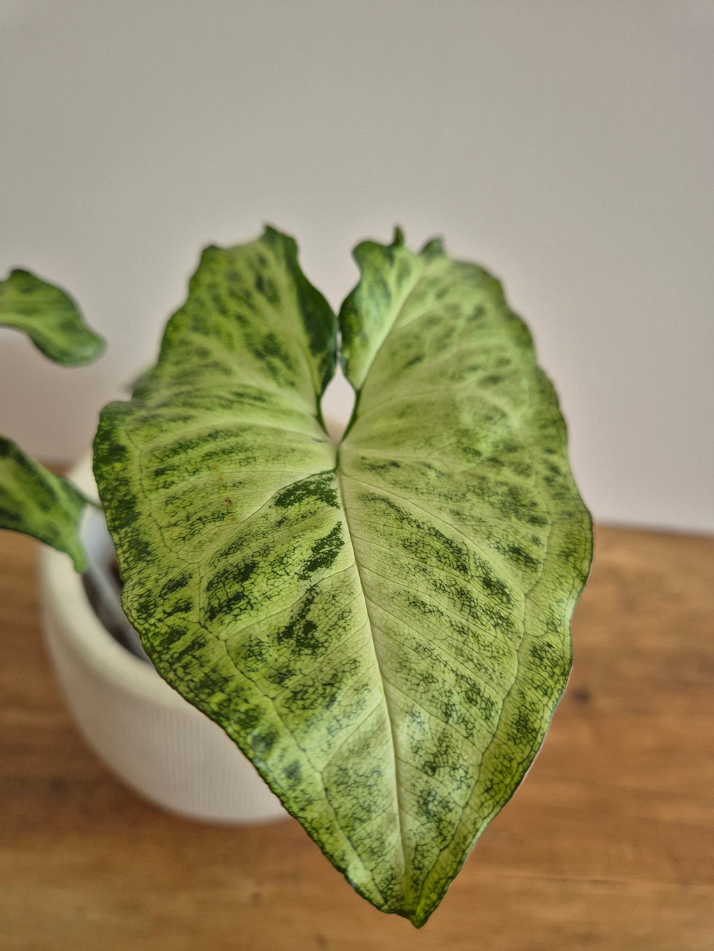 Syngonuim Podophyllum #1